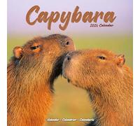 Capybara 2026 Calendar | Square Wall Calendar | Animal Gift | Plastic Free Packaging | by Avonside Publishing