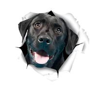 Car Sticker 22 cm (8.7 Inch) Labrador Sticker Funny 3D Ripped Car Sticker Black Labrador Reflective Car Sticker Black Labrador Car Sticker Pet Dog Waterproof Sticker