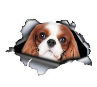 Car Sticker 25 cm (9.8 Inch) Cavalier King Charles Spaniel Sticker Dog Car Sticker Cavalier King Charles Spaniel Funny Waterproof Sticker Personalised 3D Torn Reflective Sticker