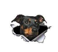 Car Sticker Doberman Sticker 15 cm (5.9 Inch) Small Doberman Reflective Sticker 3D Torn Sticker Little Doberman Car Sticker Dog Personalised Funny Laptop Decor Sticker