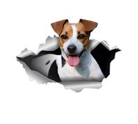 Car Sticker Jack Russell Terrier Sticker 18 cm (7.1 Inch) Jack Russell Terrier 3D Ripped Car Sticker Jack Russell Terrier Reflective Sticker Personalised Bumper Rear Window Decor