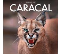 Caracal Calendar 2027: Wild Cat Portraits and Desert Scenes