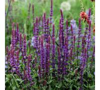 Caradonna Balkan Clary Meadow Sage Perennials Flowering Plants Salvia 2L Pot Plant Theory Green One Size