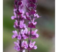 Caradonna Pink Inspiration Balkan Clary Meadow Sage Perennial Plants Salvia 2L Plant Theory Green One Size