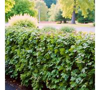 Carbeth Plants 1 X Acer Field Maple Bare Root Hedging - 40-60 Cm Hardy Versatile Deciduous Shrubs For Wildlife Friendly Hedges Or Boundaries
