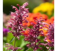 Carbeth Plants 1 X Agastache Red Fortune Bare Root - Rosy Pink Long Flowering Hyssop Pollinator Friendly Perennial With Aromatic Foliage