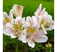 Carbeth Plants 1 X Alstroemeria Venus Bare Root - Elegant White Peruvian Lily Long Flowering Compact Bushy Shrub For Borders & Cutting Gardens