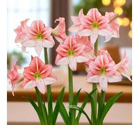 Carbeth Plants 1 X Amaryllis Just Smile Bulb For Indoor Planting - Two Toned Flowering Hippeastrum Perennial For Easy To Grow Houseplant