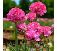 Carbeth Plants 1 X Armeria Splendens Bare Root - Hardy Pink Sea Thrift Clump Forming Evergreen Perennial - Perfect For Borders & Rock Gardens