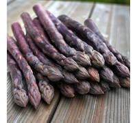 Carbeth Plants 1 X Asparagus Crown Erasmus Roots For Planting - Premium Quality Vegetable Perennials For Kitchen Gardens & Allotments
