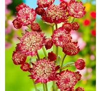 Carbeth Plants 1 X Astrantia Rubra Bare Root - Dark Red Masterwort Hardy Pollinator Friendly Perennial For Shaded Cottage & Woodland Gardens