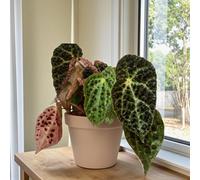 Carbeth Plants 1 X Begonia Rex Ferox In 12Cm Pot - Easy Care Indoor Houseplant