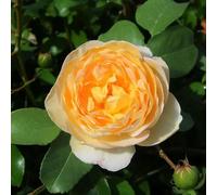 Carbeth Plants 1 X Belle De Jour Bare Root Rose - A Graded Award Winning Fragrant Yellow Blooms Compact Floribunda Rose Bush