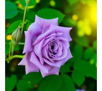 Carbeth Plants 1 X Blue Moon Bare Root Rose - A Graded Fragrant, Hardy & Repeat Flowering Rose Bush