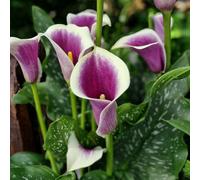 Carbeth Plants 1 X Calla Lily Picasso Bulbs - Lilac Summer Flowering Zantedeschia Corms