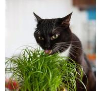 Carbeth Plants 1 X Cat Grass Zumula Living Plant In 13Cm Pot - Growing Plant Not Seed