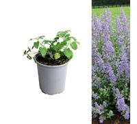 Carbeth Plants 1 X Catmint Herb Plant In 13Cm Pot - Aromatic Outdoor Nepeta Herbaceous Perennial - Ideal For Growing In Beds, Borders And Pots