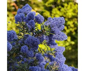 Carbeth Plants 1 X Ceanothus Skylark Shrub In 9Cm Pot - Evergreen Blue Flowering Shrub - Hardy, Garden Ready Outdoor Plant For Borders & Walls