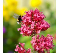 Carbeth Plants 1 X Centranthus Ruber Coccineus Bare Root - Vibrant Pink Summer Flowering Easy To Grow And Drought Tolerant Perennial Shrub