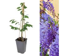 Carbeth Plants 1 X Chinese Wisteria Sinensis Prolific In 2L Pot - Scented Climbing Shrub - Blue Violet Flowers - Ideal For Walls And Trellises