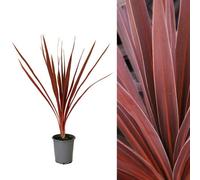 Carbeth Plants 1 X Cordyline Torbay Red - 9Cm Pot Ready To Plant - Award Winning Variety