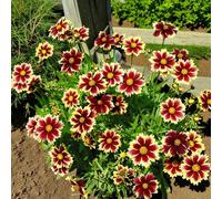 Carbeth Plants 1 X Coreopsis Solar Fancy Bare Root - Red & Yellow Bi-Colour Compact Tickseed Pollinator Friendly Perennial For Summer Borders