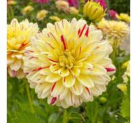 Carbeth Plants 1 X Dahlia Crème Silence Summer Bulbs - Vanilla Red Decorative Summer Flowering Tubers - Herbaceous Perennial Garden Plant