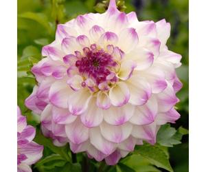 Carbeth Plants 1 X Dahlia Hapet Blue Eyes Summer Bulbs - Lilac White Decorative Summer Flowering Tubers - Herbaceous Perennial Garden Plant