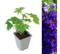 Carbeth Plants 1 X Delphinium Plant Magic Fountains Dark Blue/dark Bee In 1L Pot - Summer Flowering Eye Catching Larkspur - Herbaceous Perennial