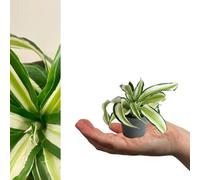Carbeth Plants 1 X Dragon Tree Dracaena Malaika In 6Cm Pot - Air Purifying Evergreen Foliage Mini Houseplant - Easy Care Beginner Friendly Plant