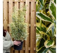 Carbeth Plants 1 X Euonymus Japonicus Bravo In 5L Pot - 100-150Cm In Height Inc Pot - Japanese Spindle Tree - Large Evergreen Hedging Shrub