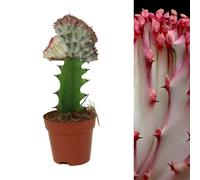 Carbeth Plants 1 X Euphorbia Lactea Cristata Coral Cactus In 10Cm Pots - Colourful Unique Succulent Indoor Plant - Ideal For Home And Office