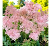 Carbeth Plants 1 X Filipendula Rubra Venusta Bare Root - Tall Carmine Pink Meadowsweet Clump Forming Pollinator Friendly Herbaceous Perennial