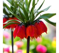 Carbeth Plants 1 X Fritillaria Imperialis Rubra Spring Bulbs - Tall Growing Exotic Crown Imperial Flowering Perennials