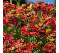 Carbeth Plants 1 X Helenium Ranchera Bare Root - Red Orange Daisy Flower Perennials Easy To Grow Summer To Autumn Shrubs