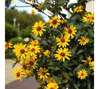 Carbeth Plants 1 X Heliopsis Summer Nights Bare Root - Yellow Orange Hardy And Easy To Grow Perennial Midsummer To Autumn Flowering Shrub