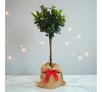 Carbeth Plants 1 X Holly Ilex Meserveae Blue Maid Gift Wrapped Standard Patio Tree In 3L Pot - Hardy Evergreen Lollipop Gardening Plant Gift Idea