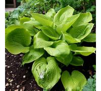 Carbeth Plants 1 X Hosta Sum And Substance Bare Root - Giant Shade Loving Summer Flowering Perennial With Yellow-Green Foliage & Lilac Flowers