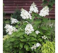 Carbeth Plants 1 X Hydrangea Pan Candlelight Bare Roots - Hardy, Easy To Grow Summer Flowering Garden Plants