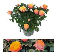 Carbeth Plants 1 X Indoor Rose Firebird - Real Mini Potted Plant In 10.5Cm Pot - Perfect For House Warming Present, Birthday & Thank You Gift