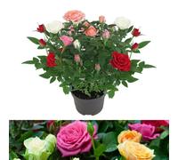 Carbeth Plants 1 X Indoor Rose Quattro Mix - Real Mini Potted Plant In 10.5Cm Pot - Perfect For House Warming Present, Birthday & Thank You Gift