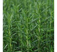Carbeth Plants 1 X 'miss Jessops' Rosemary Herb Plant In 9Cm Pot - Upright Variety For Cooking
