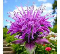 Carbeth Plants 1 X Monarda Prärienacht Bare Root - Purple Bee Balm Hardy Summer Flowering Pollinator Friendly Perennial Shrub For Borders