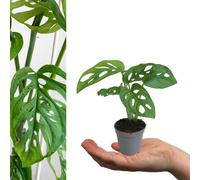 Carbeth Plants 1 X Monstera Obliqua Monkey Mask In 5Cm Pot - Mini Air Purifying Potted Indoor Plant - Easy To Care For Evergreen Houseplant