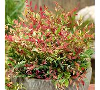 Carbeth Plants 1 X Nandina Firepower Domestica In 9Cm Pot - Heavenly Bamboo - Evergreen Shrub