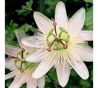 Carbeth Plants 1 X Passiflora Constance Elliot Plant In 9Cm Pot - Hardy Passion Flower - Semi Evergreen Garden Perennial