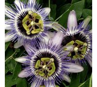 Carbeth Plants 1 X Passiflora Passion Flower 'damsels Delight' In 9Cm Pot - Semi-Evergreen Climber