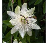 Carbeth Plants 1 X Passiflora Snow Queen Plant In 9Cm Pot - Passion Flower Semi Evergreen - Outdoor Perennial Grow On Walls, Fences & Trellis