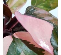 Carbeth Plants 1 X Philodendron Pink Princess Mini Indoor Plant In 6Cm Pot - Blushing Philodendron Houseplant - Pink And Green Variegated Leaves