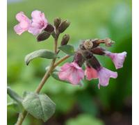 Carbeth Plants 1 X Pulmonaria Dora Bielefeld Bare Root - Pink Red Bethlehem Sage Spring Flowering Shrub Pollinator Friendly Perennial